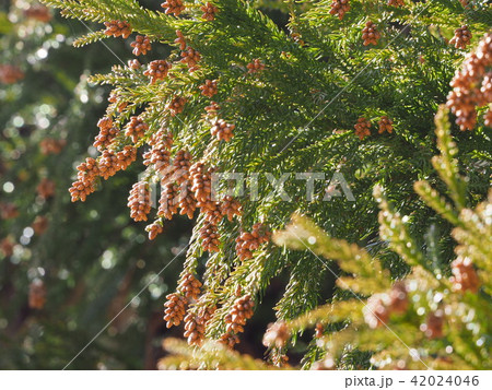 杉の花の写真素材