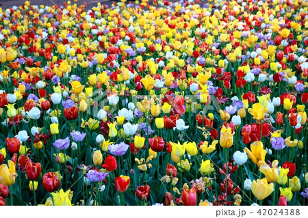 チュ-リップ チュ-リップ 42024388