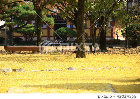 広寒楼 秋 紅葉 42024558