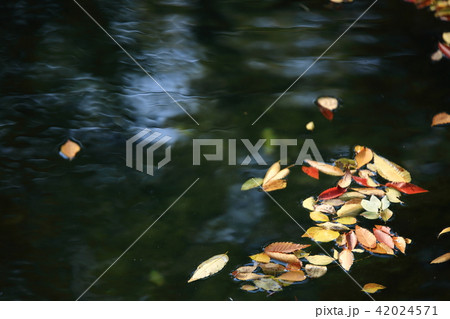 池 落葉 葉 42024571