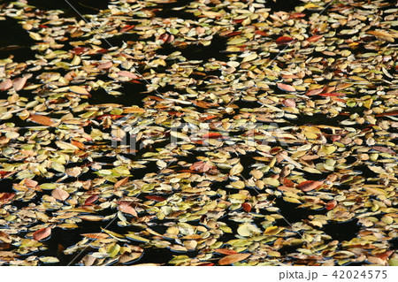 秋 池 紅葉 42024575
