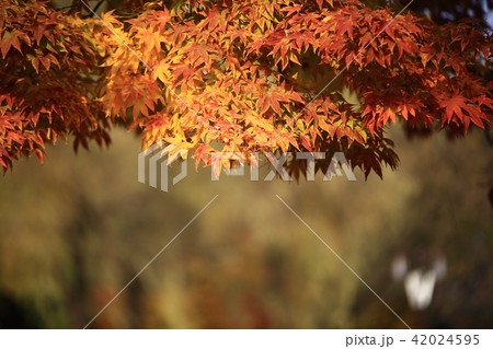 紅葉 広寒楼 全北 42024595