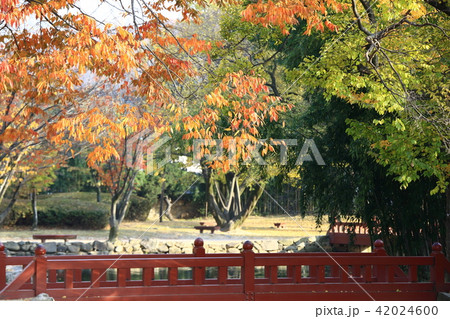 池 木 紅葉 42024600