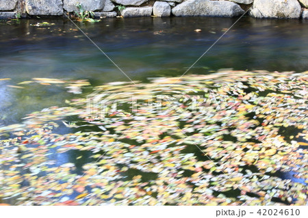 池 落葉 葉 42024610