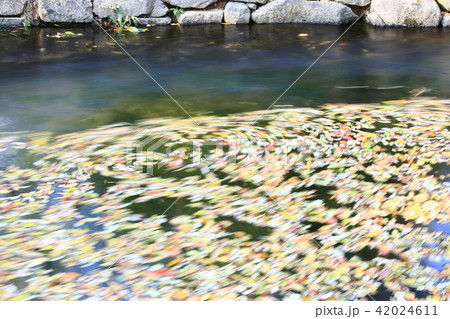 秋 池 紅葉 42024611