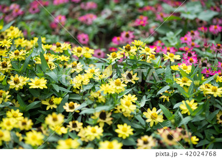 カラフルなジニアの花とモンキチョウ 42024768