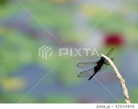 ぶら下がる「コシアキトンボ」 42024950