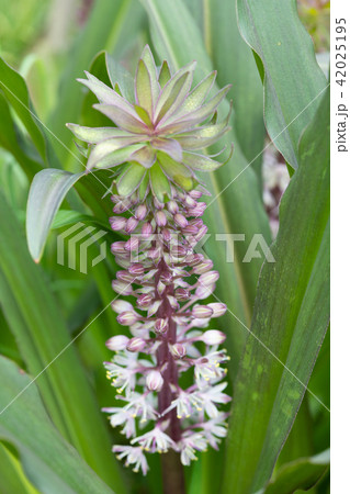 紫と白のパイナップルフラワーの花の写真素材