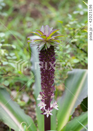 紫と白のパイナップルフラワーの花 紫と白のパイナップルフラワーの花 42025196