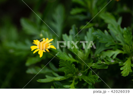 黄色いユリオプスデイジーの花のアップ 黄色いユリオプスデイジーの花のアップ 42026039