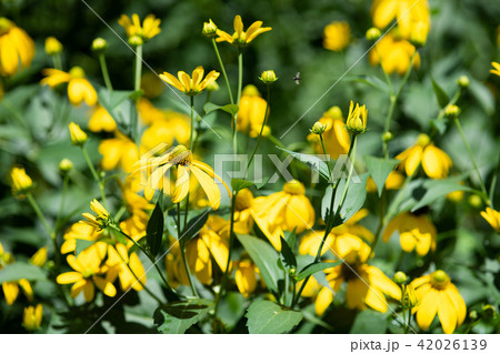 黄色いオオハンゴンソウの花のアップ 42026139