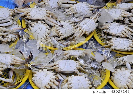 ワタリガニ シーフード 甲殻類の写真素材