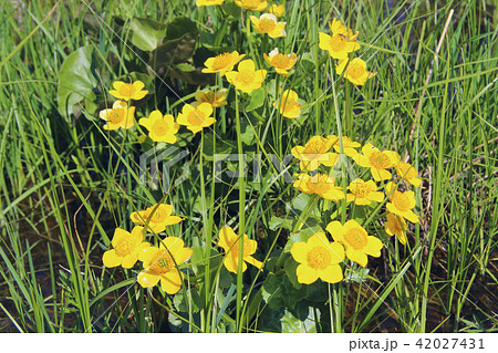 Caltha palustris growing in swamp Caltha palustris growing in swamp 42027431
