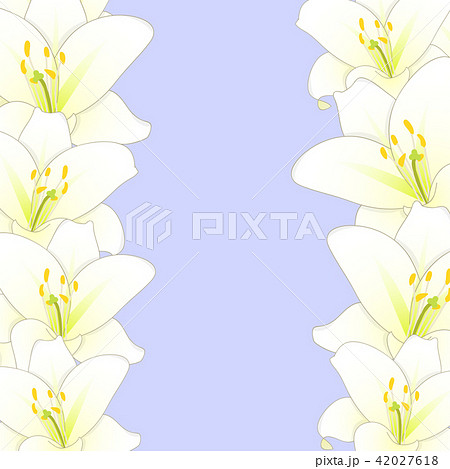 White Lily Flower Border on Purple Background 42027618
