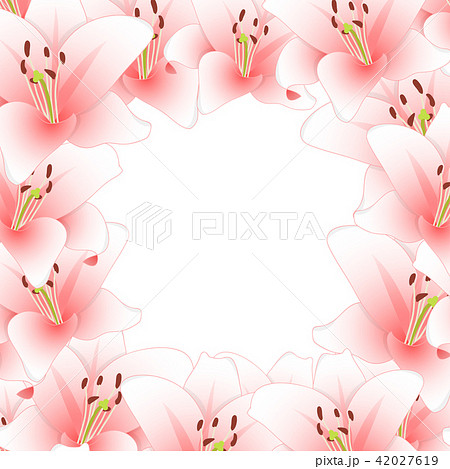 Pink Lily Flower Border on White Background 42027619