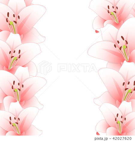 Pink Lily Flower Border on White Background 42027620