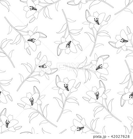 Lily Outline Background 42027628