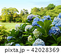 【岡山・後楽園】初夏のアジサイ 42028369