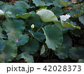 【岡山・後楽園】花葉の池 42028373