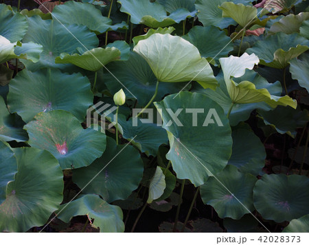 【岡山・後楽園】花葉の池 42028373