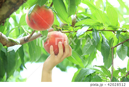 桃狩り 桃狩り 42028512