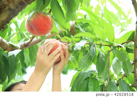 桃狩り 桃狩り 42028518
