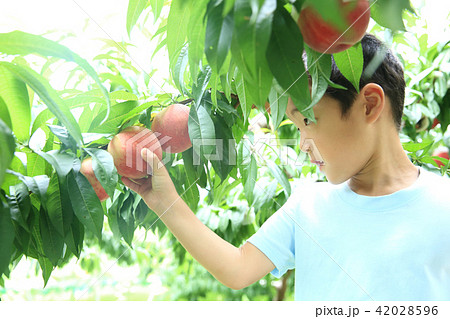 桃狩りを楽しむ子ども 42028596