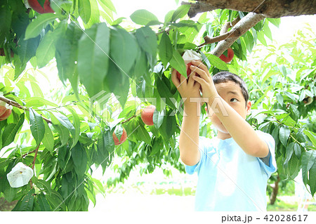 桃狩りを楽しむ子ども 42028617