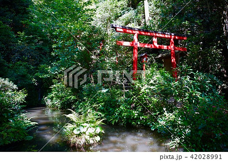 南蔵院の鳥居と池 42028991