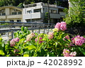 橋の近くの紫陽花 42028992