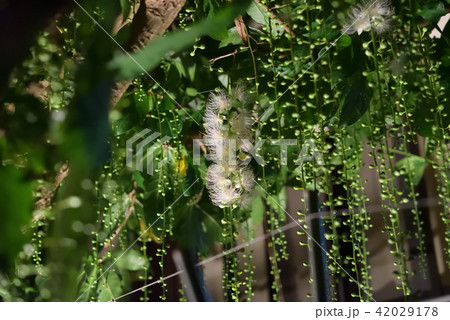 サガリバナ　白 42029178