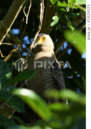 カンムリワシ　アップ 42029323