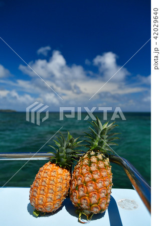 背景が海のピーチパイン 42029640