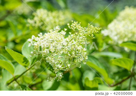 白いノリウツギの花 白いノリウツギの花 42030000