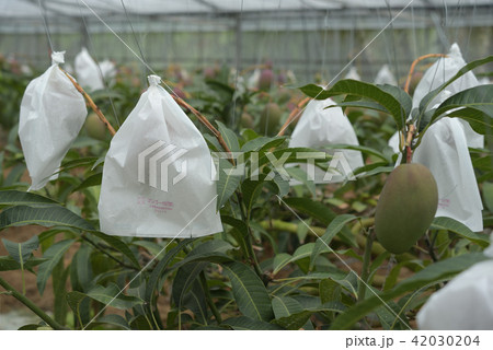 袋がけしてあるマンゴーのビニルハウス　収穫間近 42030204