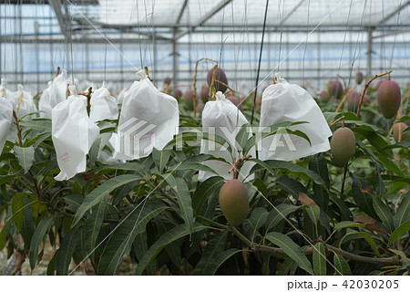 袋がけしてあるマンゴーのビニルハウス　収穫間近 42030205