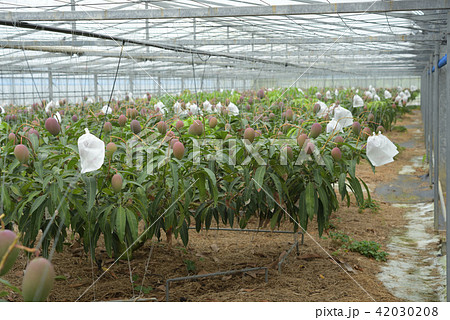 袋がけしてあるマンゴーのビニルハウス　収穫間近 42030208