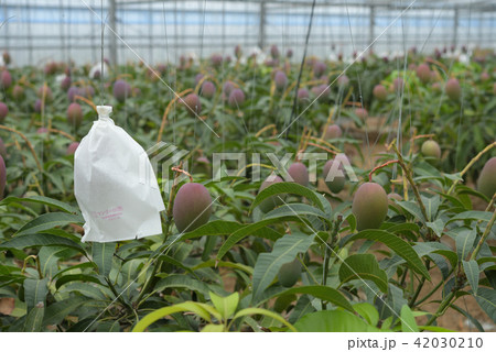 袋がけしてあるマンゴーのビニルハウス　収穫間近 42030210