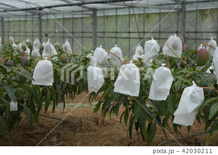 袋がけしてあるマンゴーのビニルハウス　収穫間近 42030211