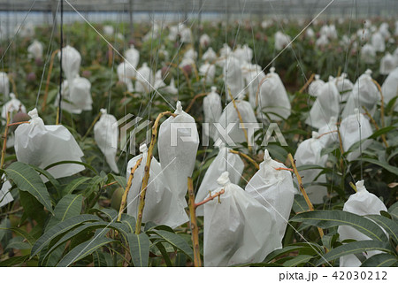 袋がけしてあるマンゴーのビニルハウス 収穫間近 袋がけしてあるマンゴーのビニルハウス 収穫間近 42030212