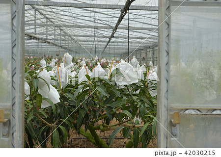 袋がけしてあるマンゴーのビニルハウス 収穫間近 袋がけしてあるマンゴーのビニルハウス 収穫間近 42030215