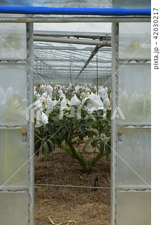 袋がけしてあるマンゴーのビニルハウス　収穫間近 42030217