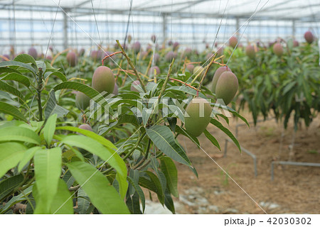 たわわに実ったアップルマンゴー　ハウス栽培 42030302