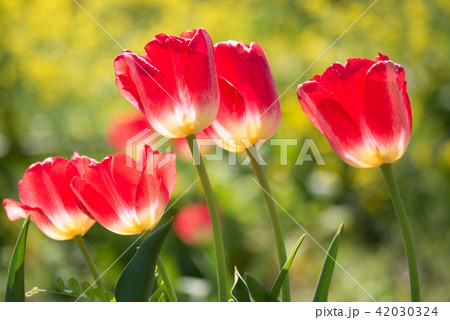チューリップ 42030324