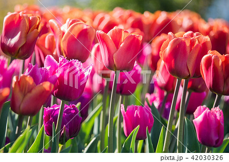 チューリップ 42030326