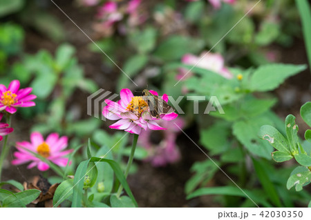 ピンク色のジニアの花の上のセセリチョウ ピンク色のジニアの花の上のセセリチョウ 42030350