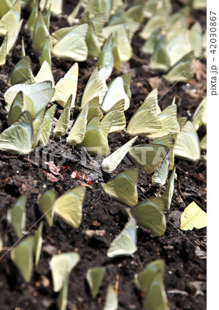 Butterfly, Sri Lankan Lesser Albatross Butterfly, Sri Lankan Lesser Albatross 42030867