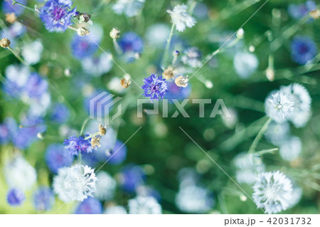 colorful flowers in soft color and blur style for background 42031732