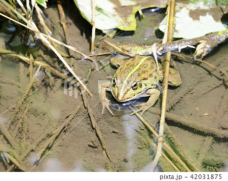 トウキョウダルマガエル 42031875