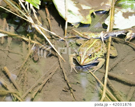 トウキョウダルマガエル トウキョウダルマガエル 42031876